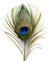 Fototapeta premium Peacock flower isolated on transparent background
