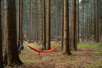 Relax place in the forest