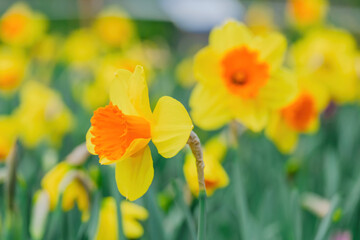 beautiful blossom flowers in the garden