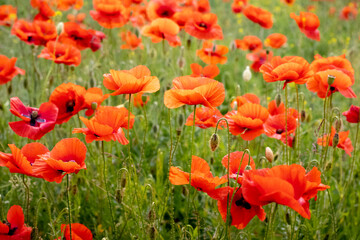 Red poppies in the field