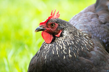 Close-up profile portrait of a black hen on a blurred background in the garden