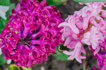 beautiful blossom flowers in the garden