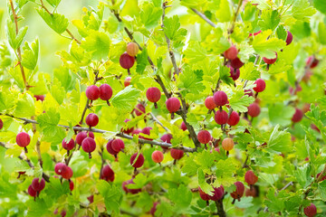 Ripe gooseberry berries in the garden on a blurred background