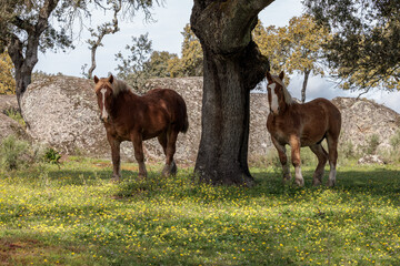 Horses in a field in Extremadura.