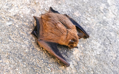 Dead bat on the ground in Puerto Escondido Mexico.