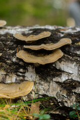Fungus on a dead fallen tree in spring in a nordic forest.