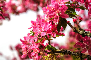 Close up view of pink cherry blossom flowers