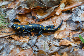 yellow spotted salamander in forest after rainfall