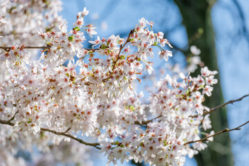 Blossoming Tree in Spring. Spring time in nature