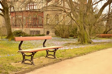 Cebulica syberyjska w miejskim parku - obrazy, fototapety, plakaty