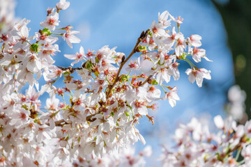 Blossoming Tree in Spring. Spring time in nature