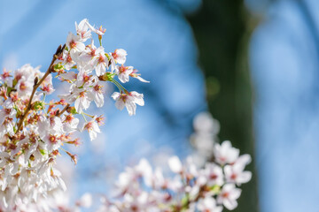 Blossoming Tree in Spring. Spring time in nature