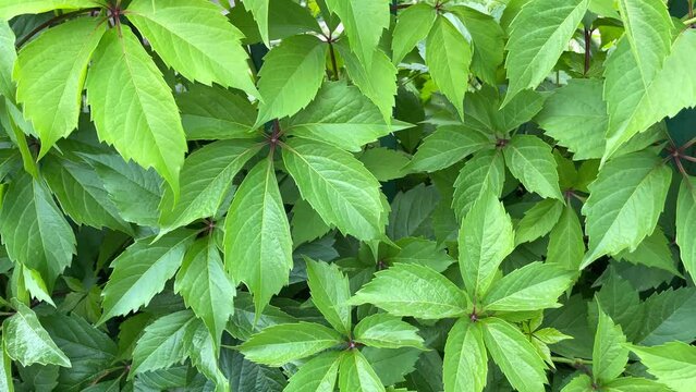 Leafy green texture. Virginia creeper or five leaves ivy climbing plant pattern. Parthenocissus quinquefolia Engelmannii vines natural floral background. Foliate yard wall abstract backdrop close up