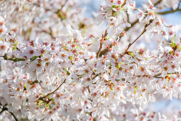 Obraz premium Blossoming Tree in Spring. Spring time in nature