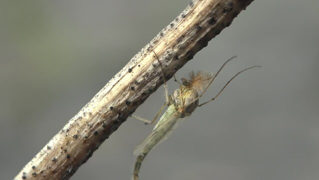 Gnat mosquito sits on dry grass stem staggering in summer wind. View insect macro in wild