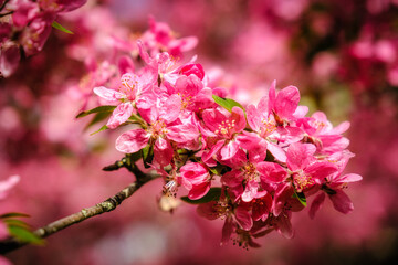 Close up view of pink cherry blossom flowers