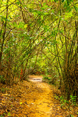 Tropical jungle forest hiking trails nature mountain Chiang Mai Thailand.