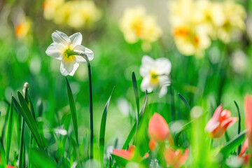 beautiful blossom flowers in the garden