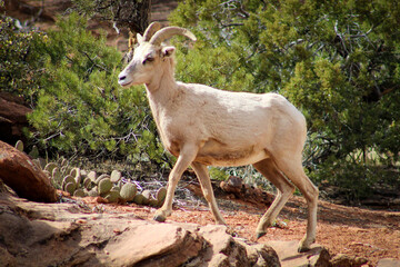 Zion National Park Bighorn Sheep