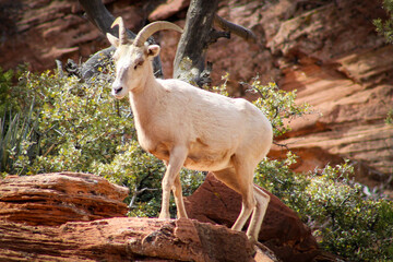 Zion National Park Bighorn Sheep