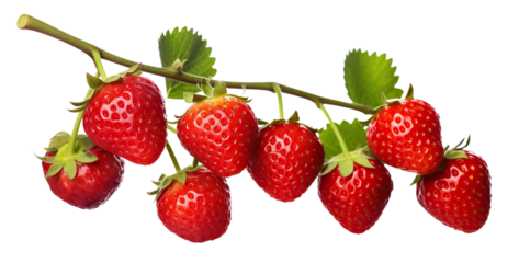 Ripe delicious strawberries bush, cut out