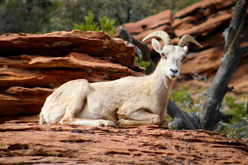 Zion National Park Bighorn Sheep