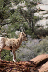 Zion National Park Bighorn Sheep