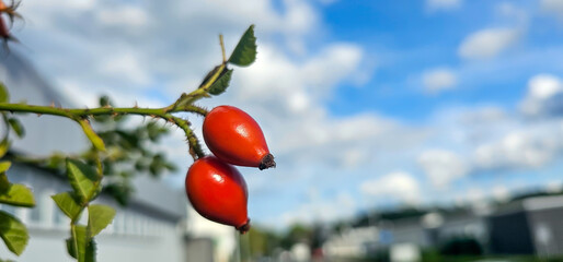 Briar Rose Rosehip in the garden. Rosa canina