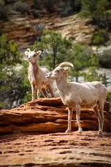 Zion National Park Bighorn Sheep