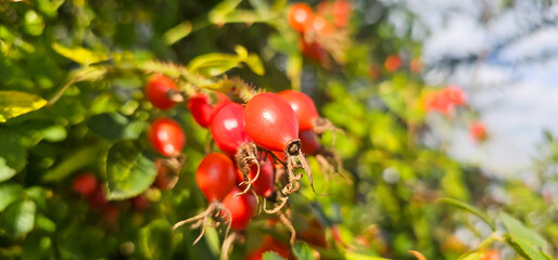 Briar Rose Rosehip in the garden. Rosa canina
