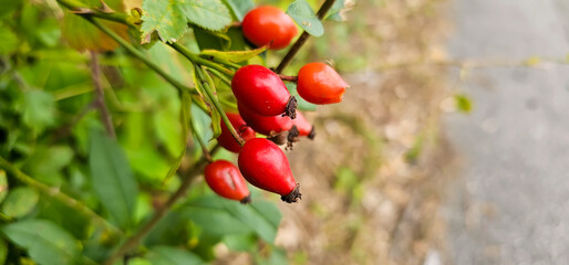 Briar Rose Rosehip in the garden. Rosa canina