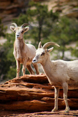 Zion National Park Bighorn Sheep
