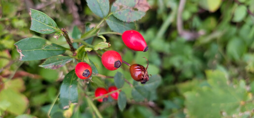 Briar Rose Rosehip in the garden. Rosa canina