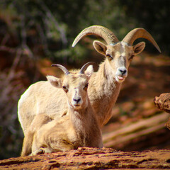 Zion National Park Bighorn Sheep