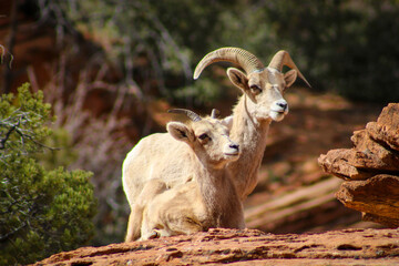 Zion National Park Bighorn Sheep