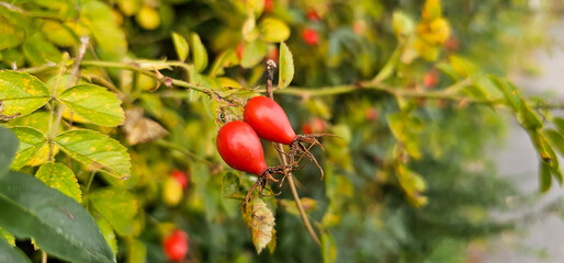 Briar Rose Rosehip in the garden. Rosa canina