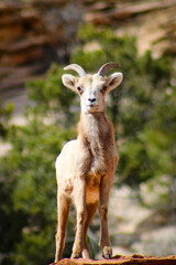 Naklejka na ściany i meble Zion National Park Bighorn Sheep