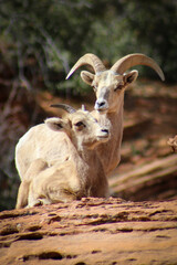 Zion National Park Bighorn Sheep