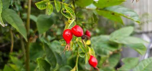Briar Rose Rosehip in the garden. Rosa canina