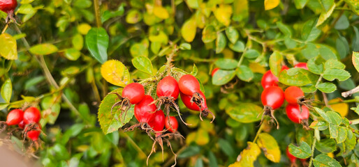 Briar Rose Rosehip in the garden. Rosa canina