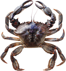 Atlantic crab with starry shell isolated, cut out transparent