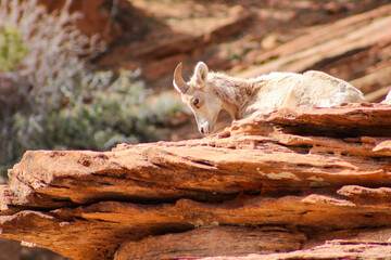 Zion National Park Bighorn Sheep