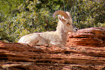 Zion National Park Bighorn Sheep