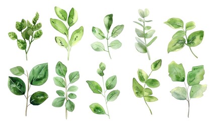 Fresh green leaves on a clean white backdrop. Perfect for nature-themed designs