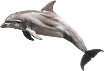 Graceful bottlenose dolphin leaping, cut out transparent