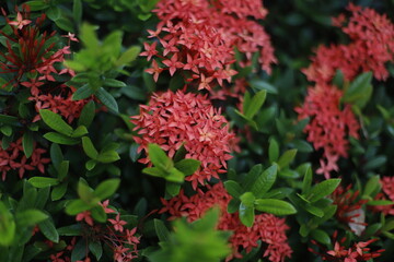 Fototapeta premium Flor