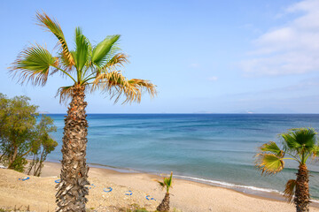 Palm trees growing on the Paradise Beach, the most famous beach on the island of Kos. Greece