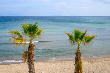 Palm trees growing on the Paradise Beach, the most famous beach on the island of Kos. Greece