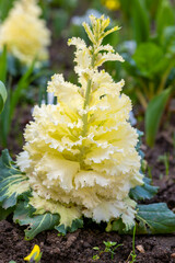 tall white flower with green leaves is growing in a garden