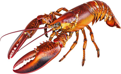 Live lobster with claws, cut out transparent